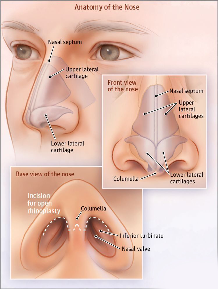 آناتومی بینی انسان